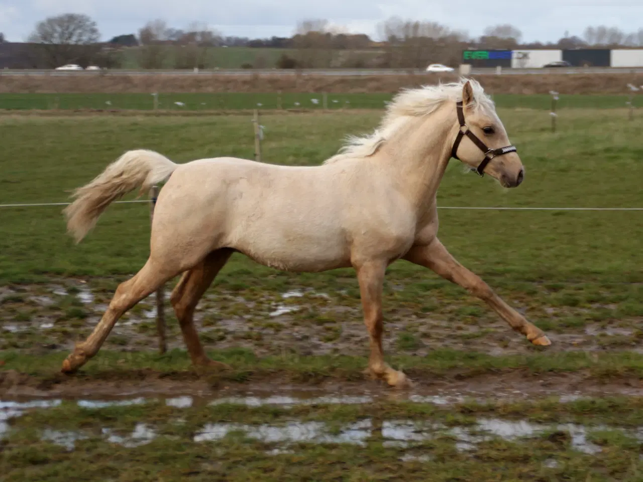 Billede 5 - Smuk Welsh Partbred pony. Født 19.05.23 