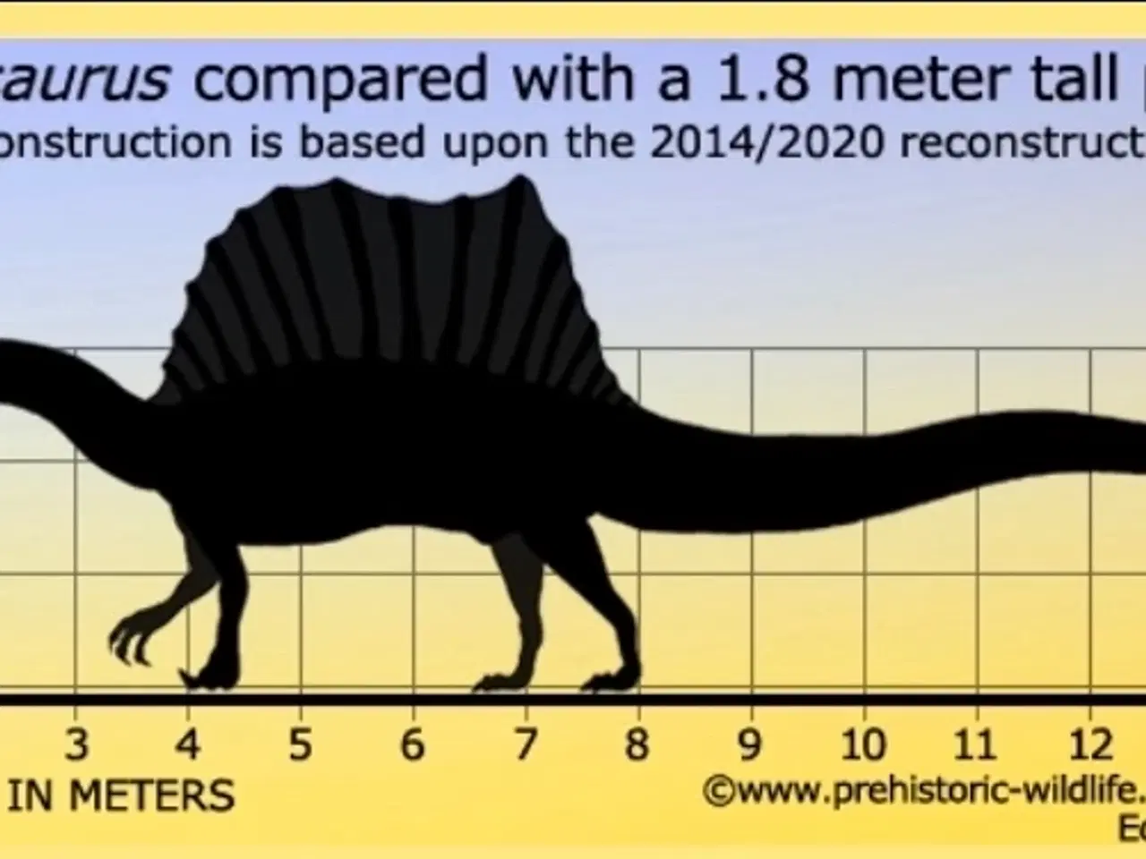 Billede 6 - Spinosaurus tand, fossil