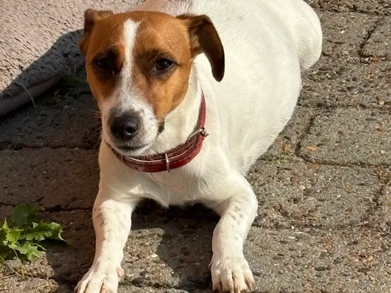 Billede 5 - Jack Russell med sjæl og stil