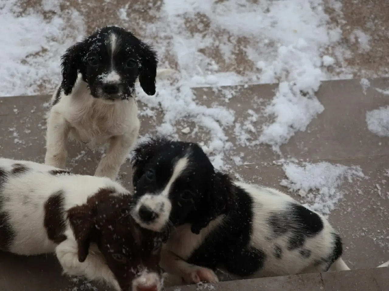 Billede 1 - Søde hvalpe 