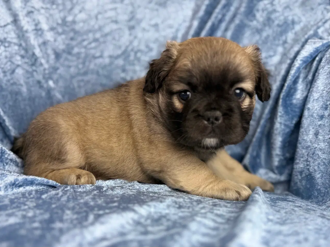 Billede 1 - Fluffy fransk bulldog 