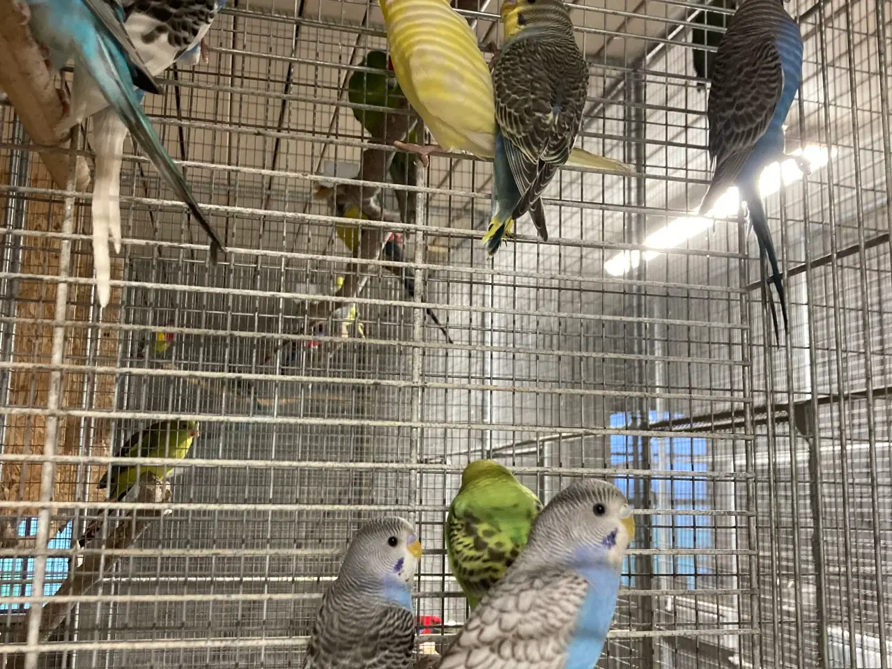 Billede 1 - Undulatunger lige kommet ud af kassen