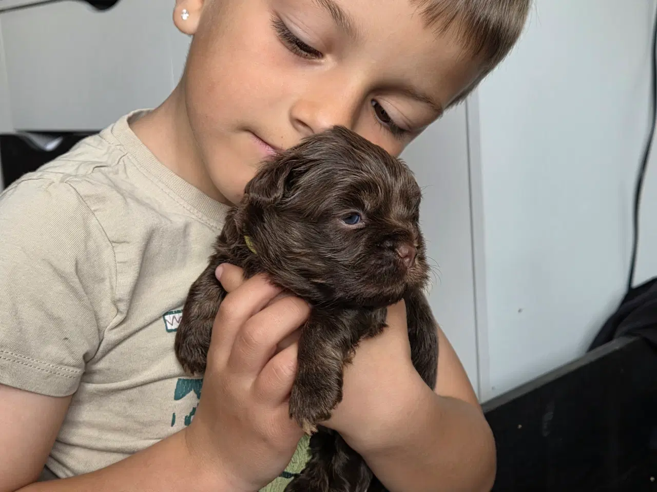 Billede 2 - Bichon havanais hvalpe