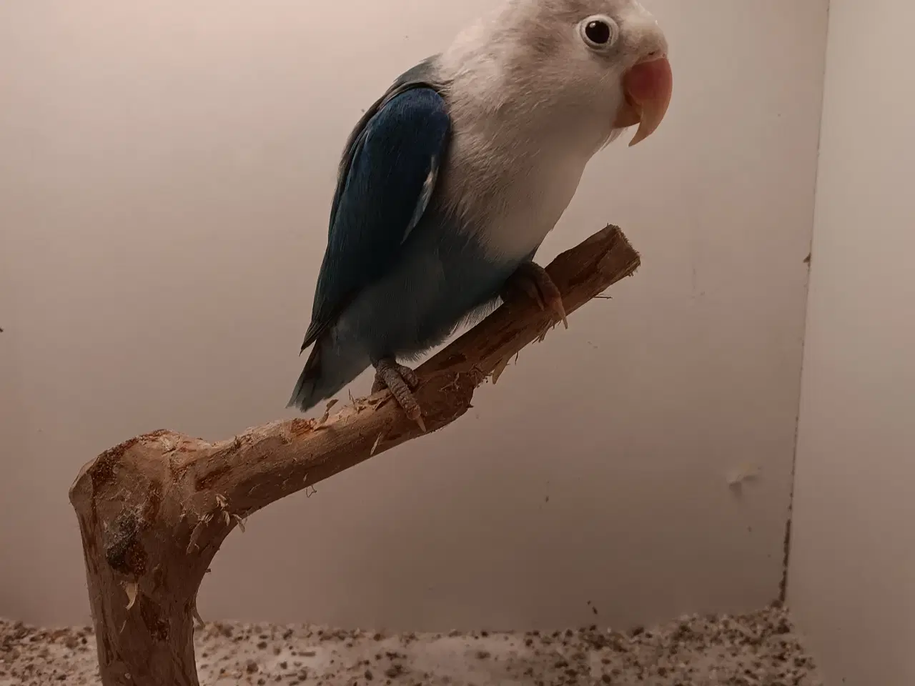 Billede 3 - rødhoveddvp i viol