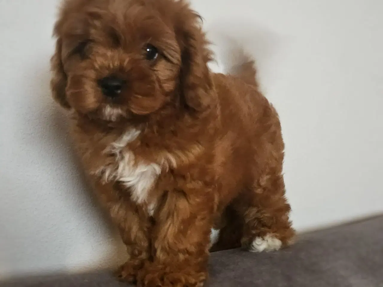 Billede 4 - Julehvalpe Cavapoo 