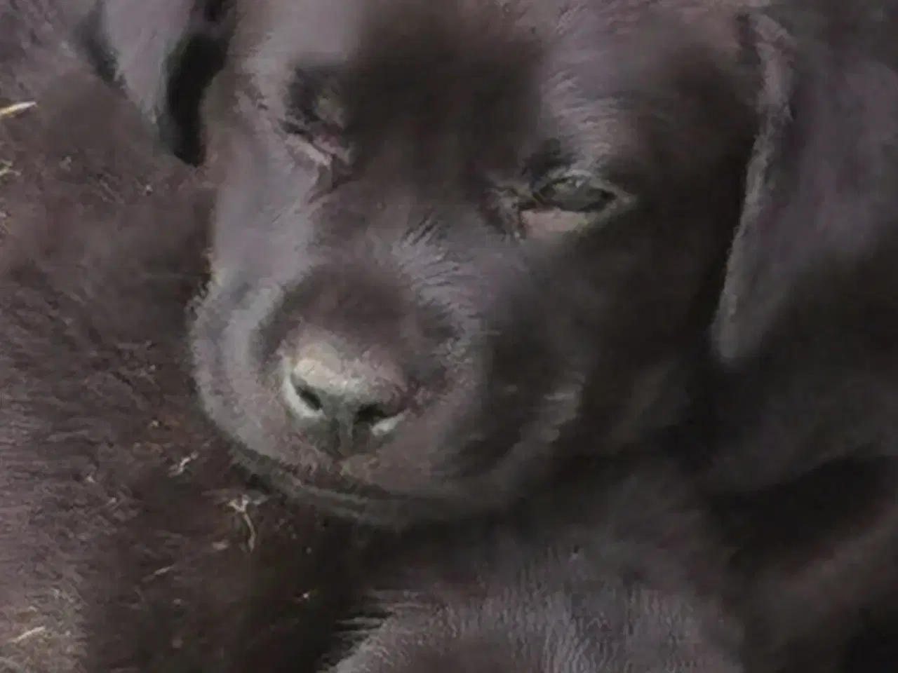 Billede 8 - Blandings hvalpe rottweiler blanding /labrador 
