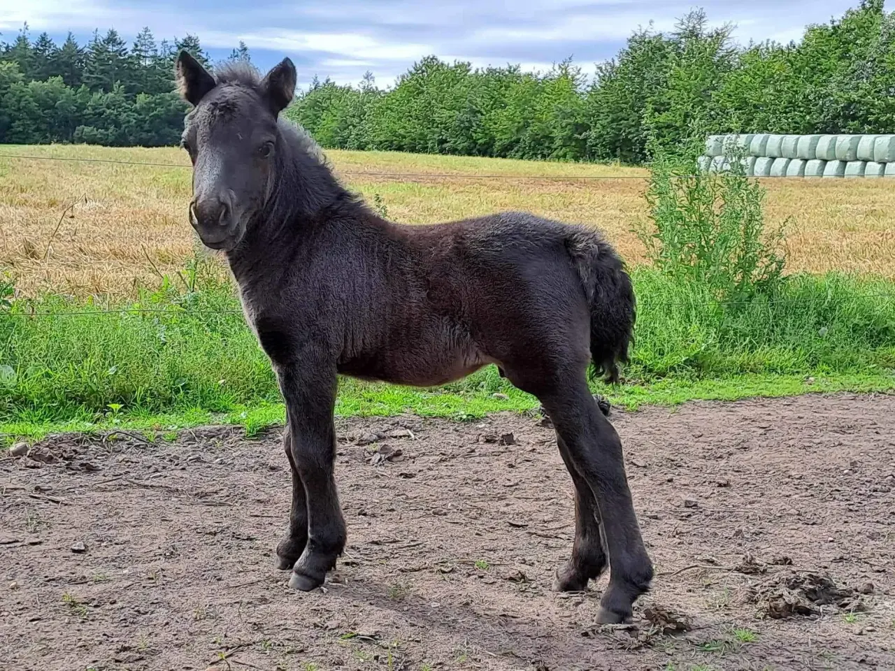 Billede 8 - Shetlænder hingsteplag 