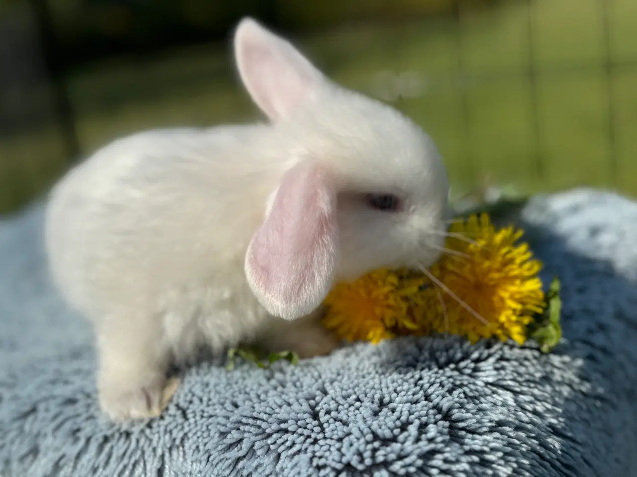 Billede 12 - Minilop kanin unge