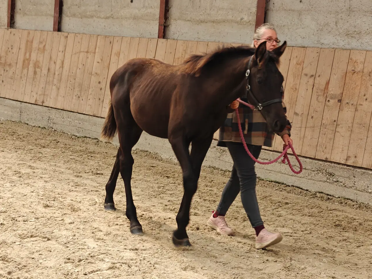 Billede 5 - Føl hingst hest