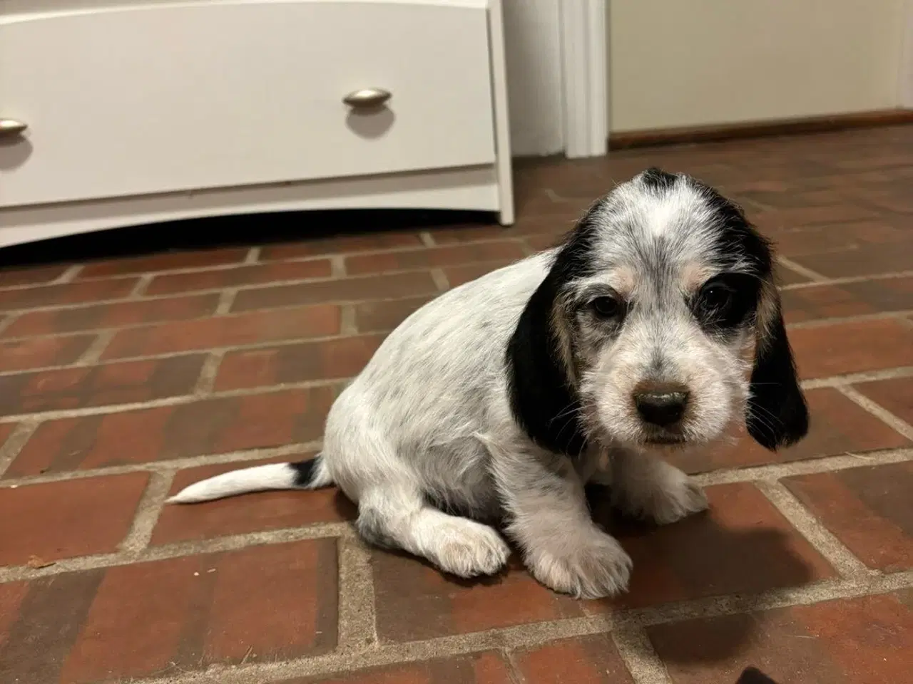 Billede 8 - Cocker spaniel - Blandings hvalpe 