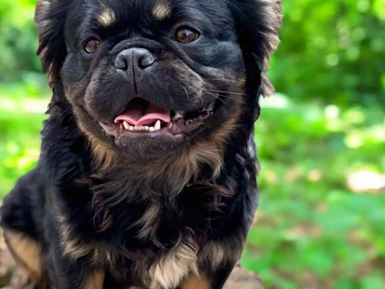 Billede 10 - Fluffy Fransk bulldog valpar leveranklara