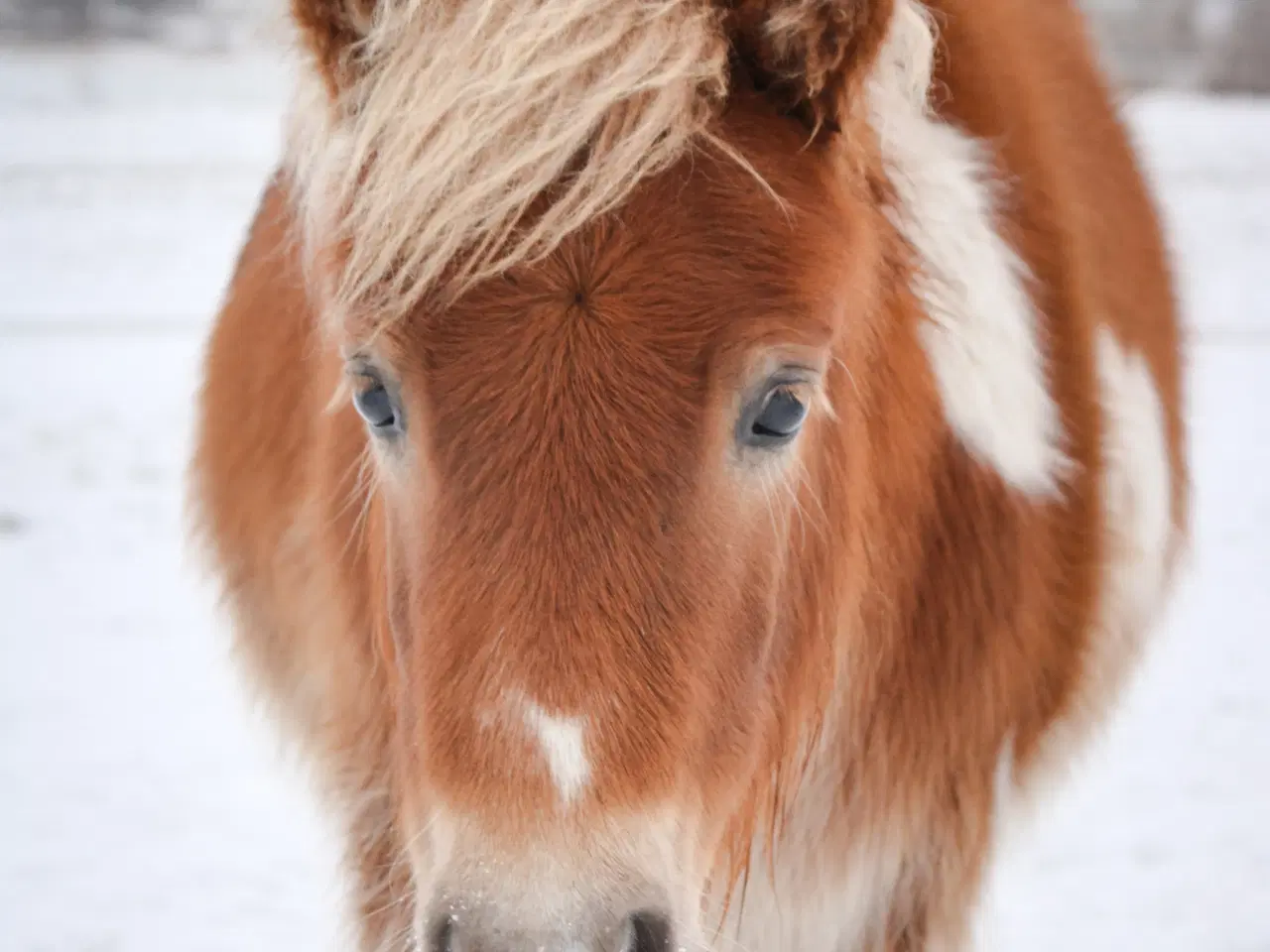 Billede 2 - Smuk shetlænder dreng!