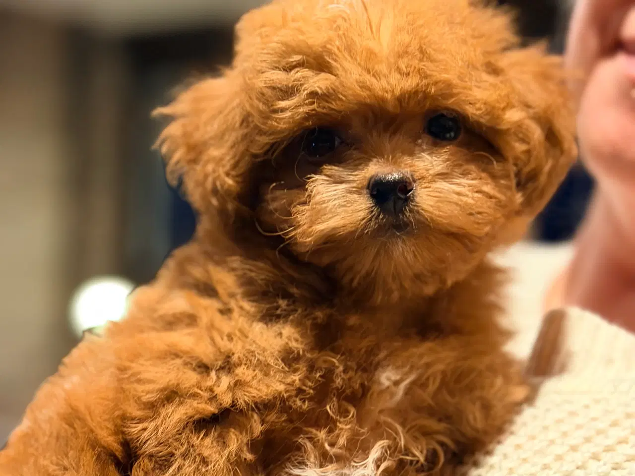 Billede 7 - Maltipoo