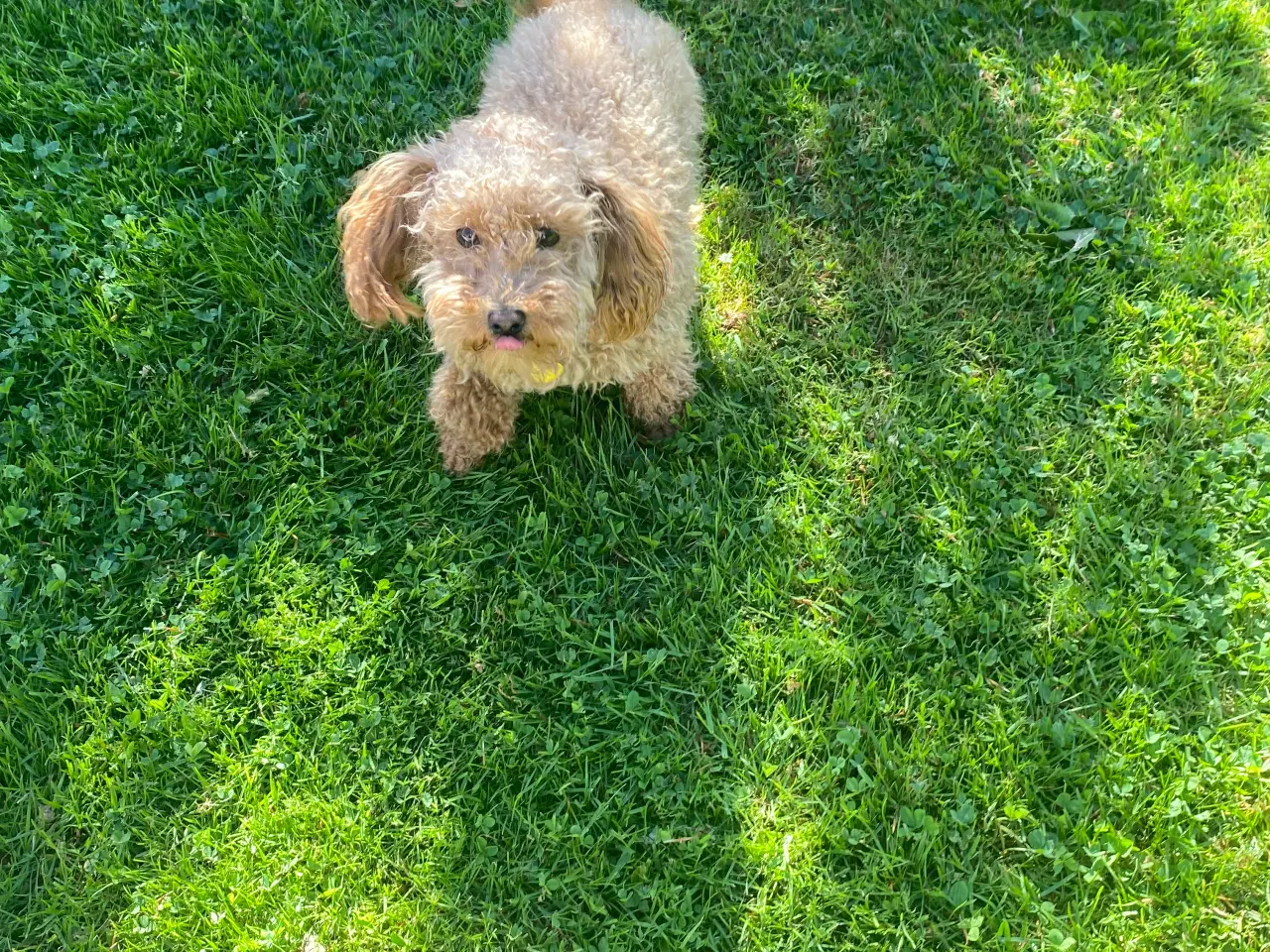 Billede 8 - Søger nyt hjem - mini goldendoddle 