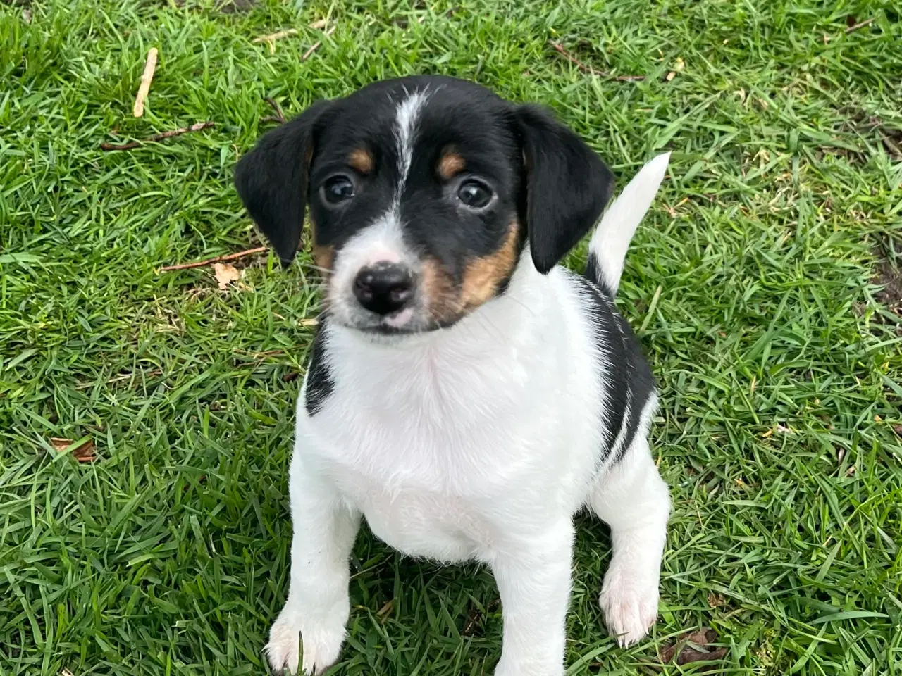 Billede 2 - 4 dejlige hanner 