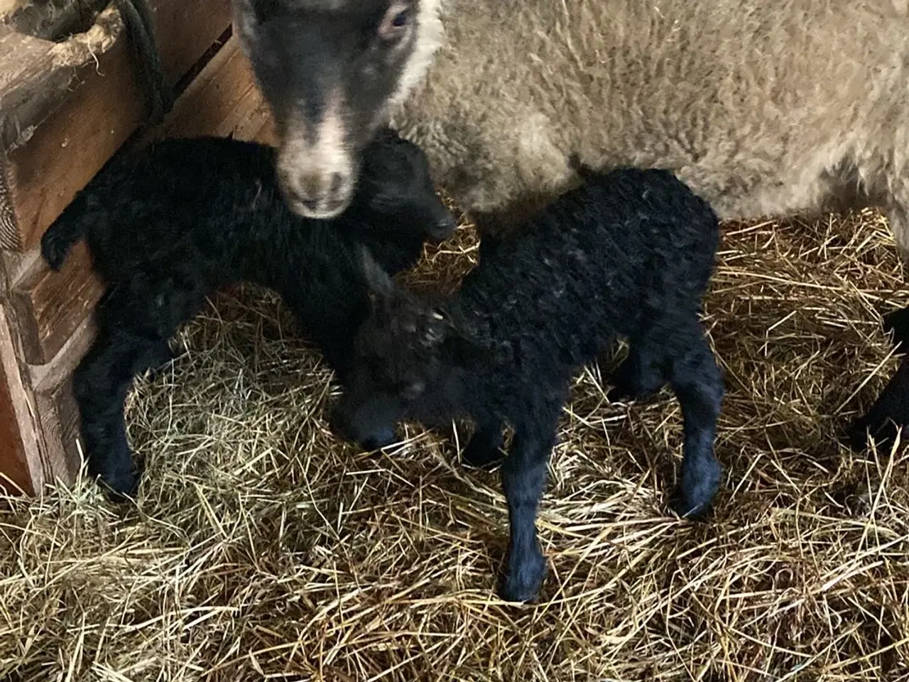 Billede 11 - 4 Gimmer lam spælsau 