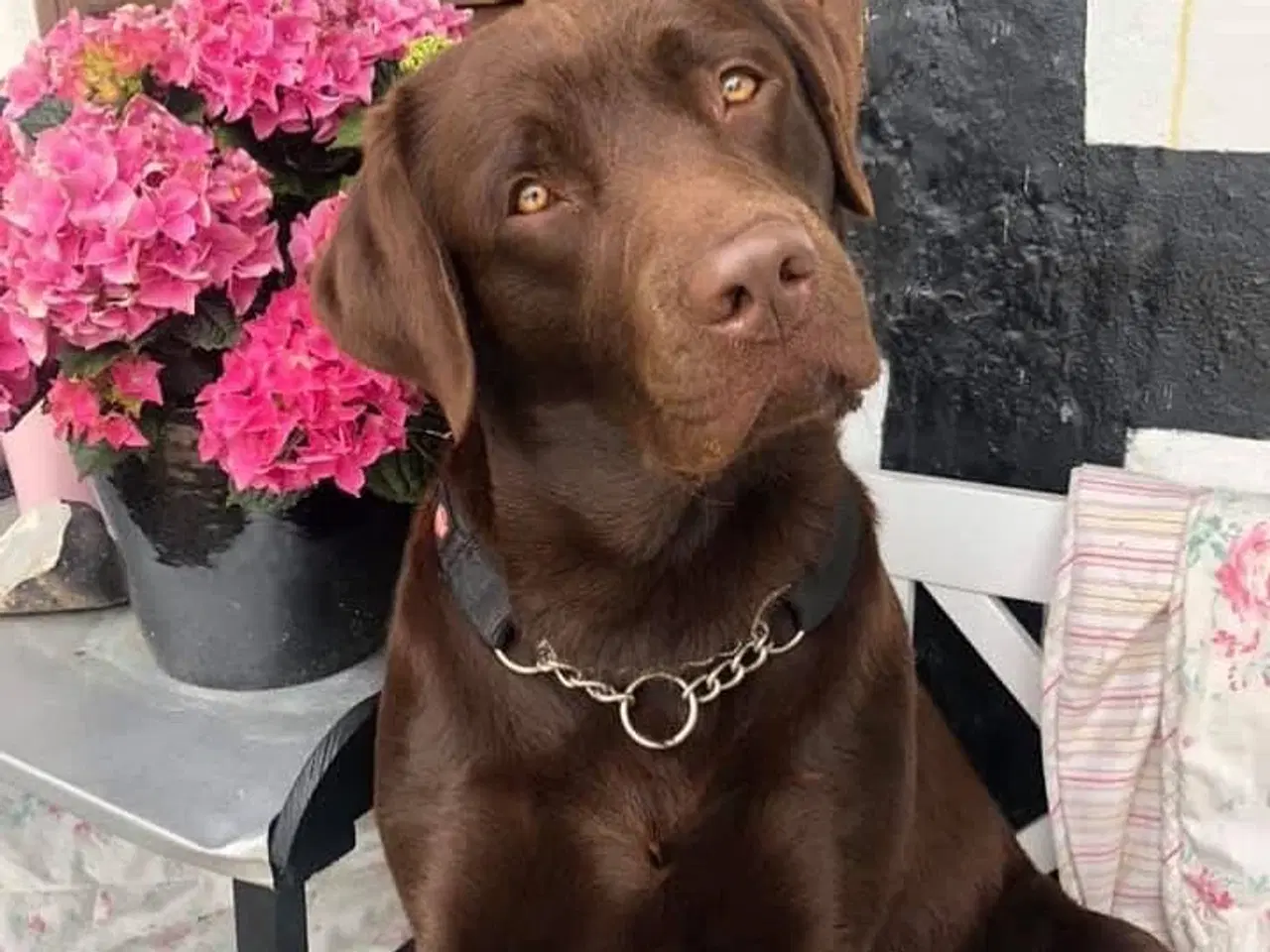 Billede 11 - Berner Sennen & Labrador - Bedækning tilbydes