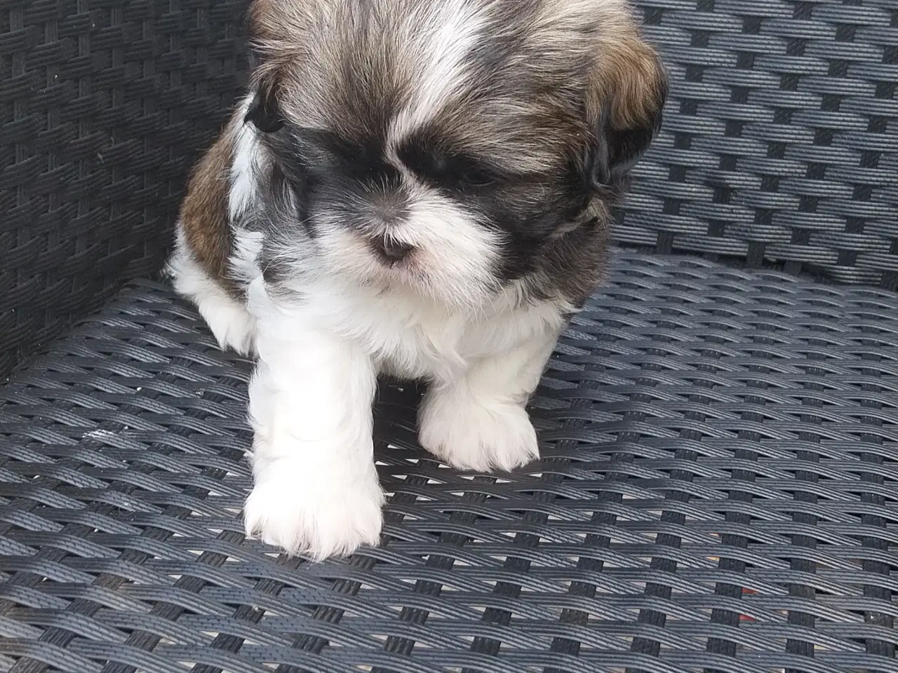 Billede 7 - Shih Tzu hvalpe