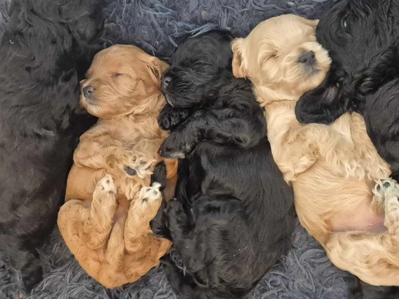 Billede 13 - Uimodstålige søde Mine cockapoo 