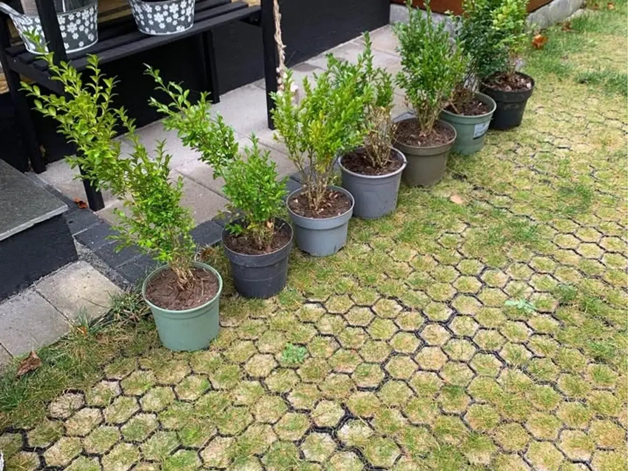 Billede 1 - Buskbom - 8 stk