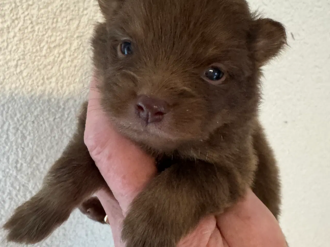 Billede 2 - Pomerania hvalpe til efterårsferien 