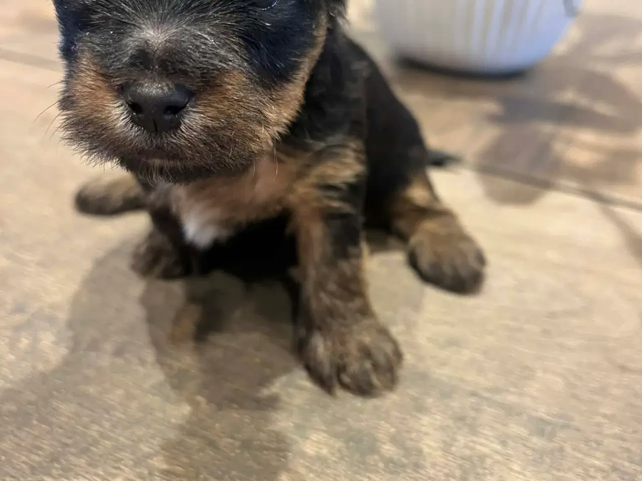 Billede 2 - Yorkshireterrier hvalpe 4 uger.