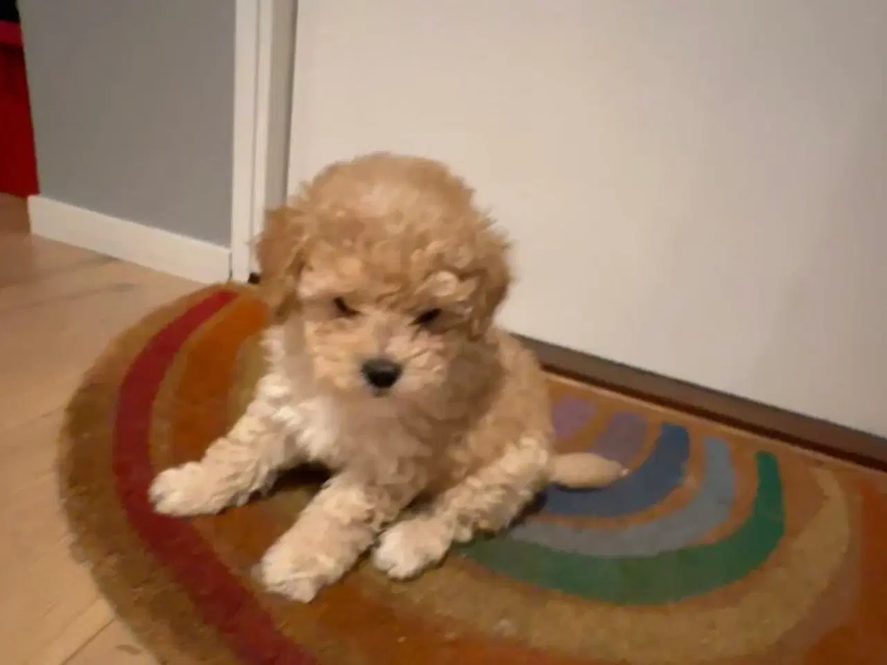 Billede 8 - Bichon Frise / Pood (Bomuldshund) hvalpe - 8uger