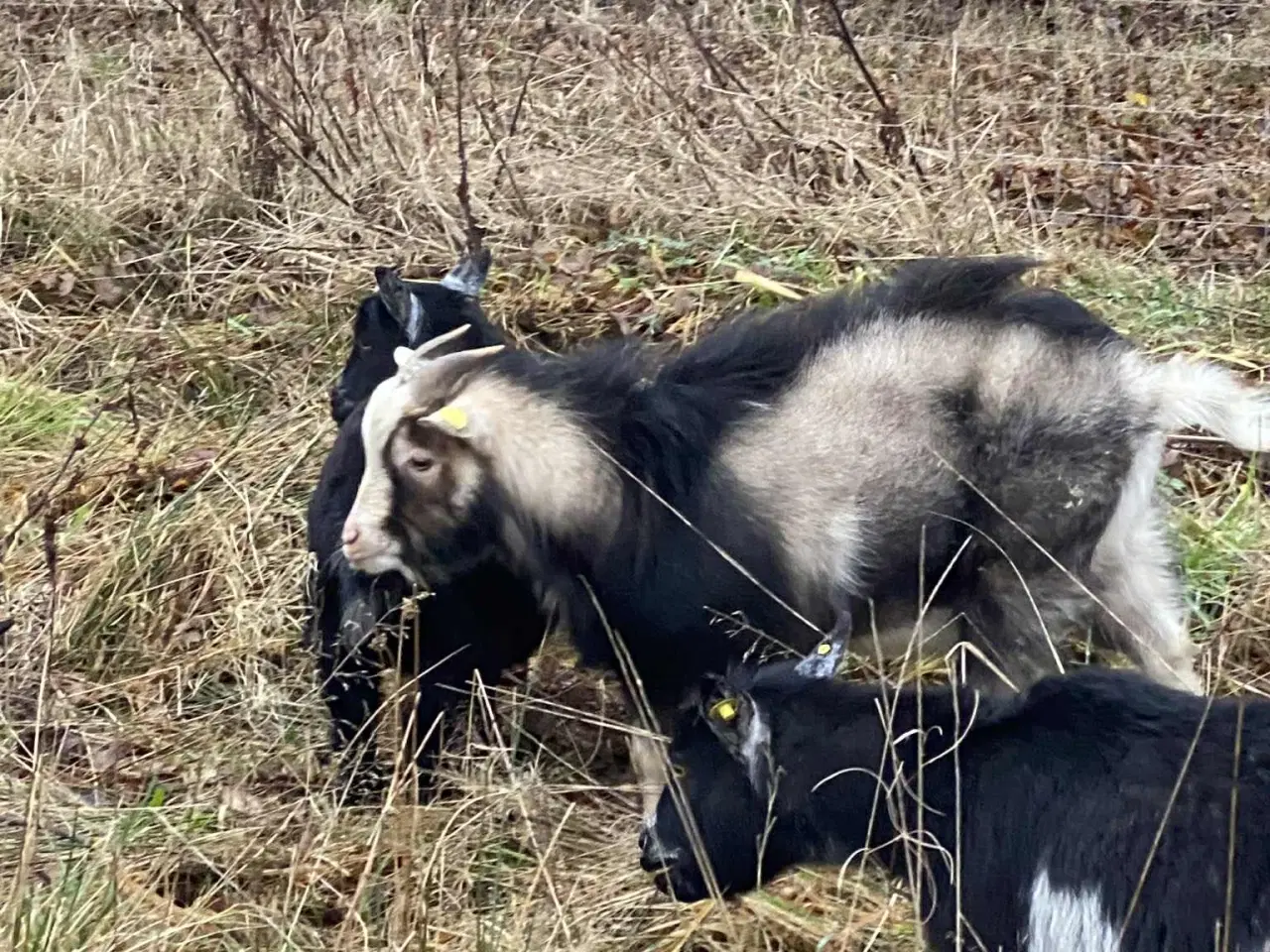 Billede 1 - Dværgged Buk søger nye damer