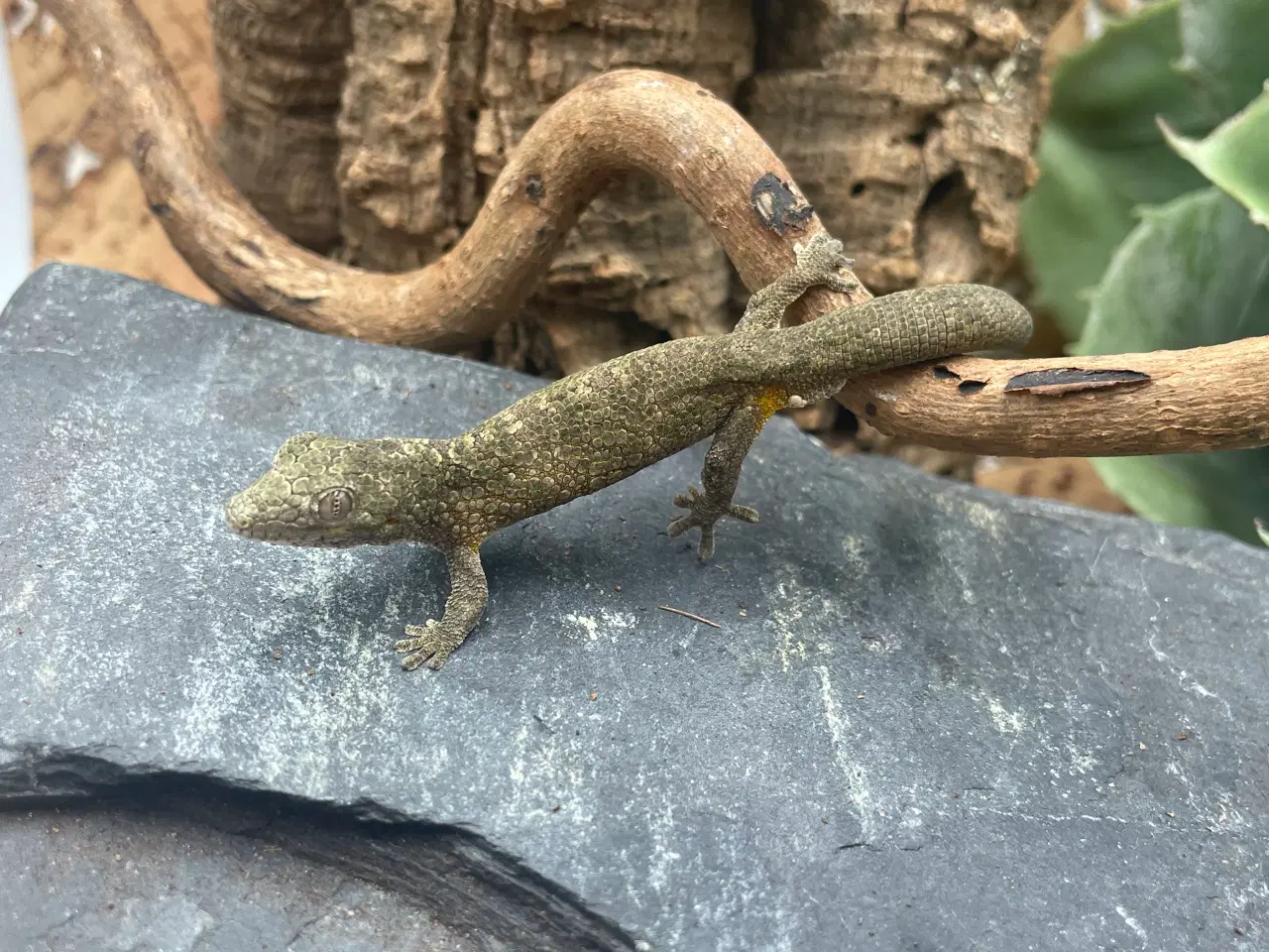 Billede 9 - Gekko’er fra Ny kaledonien