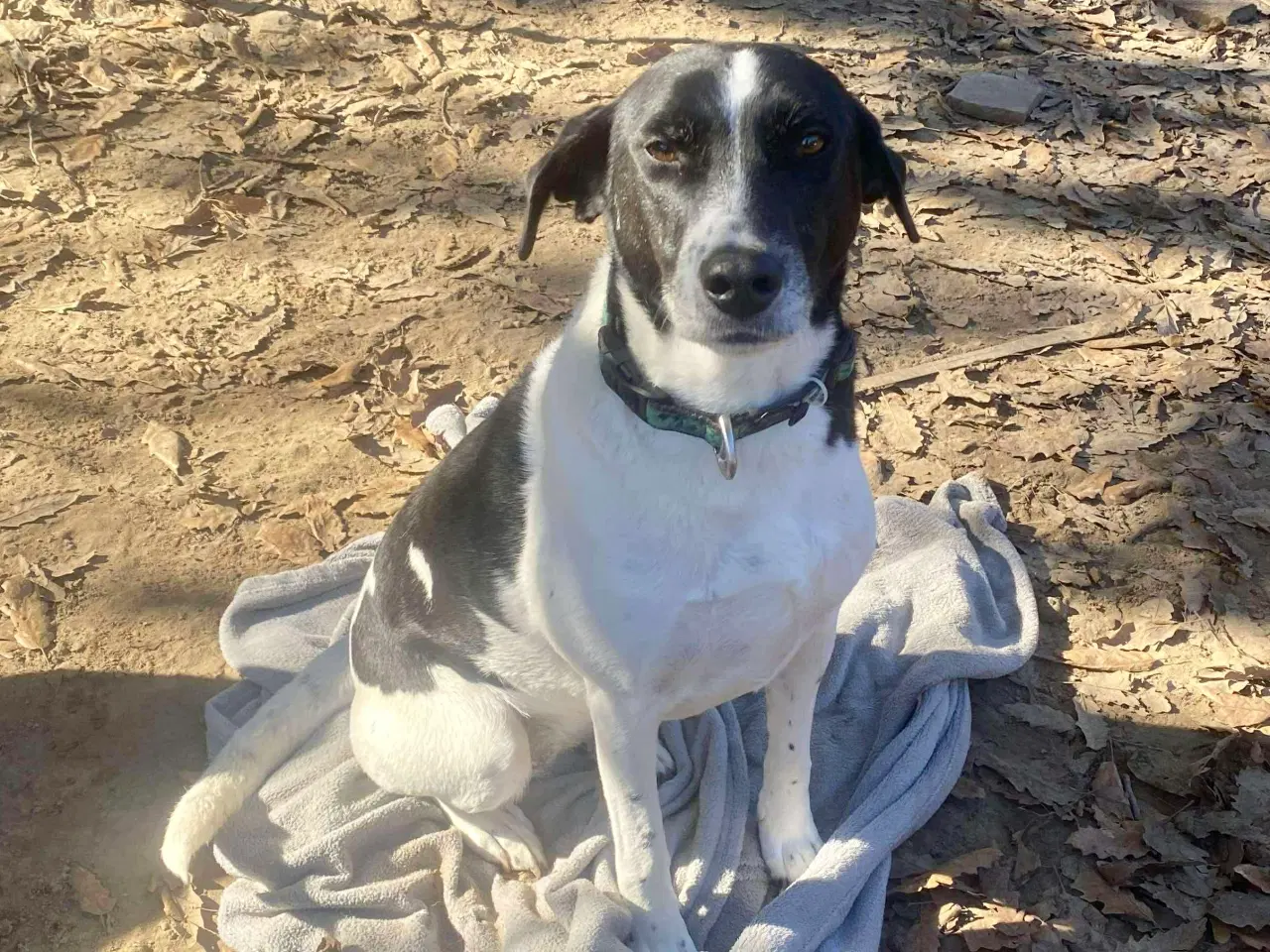 Billede 2 - Wilma søger familie! 🩷