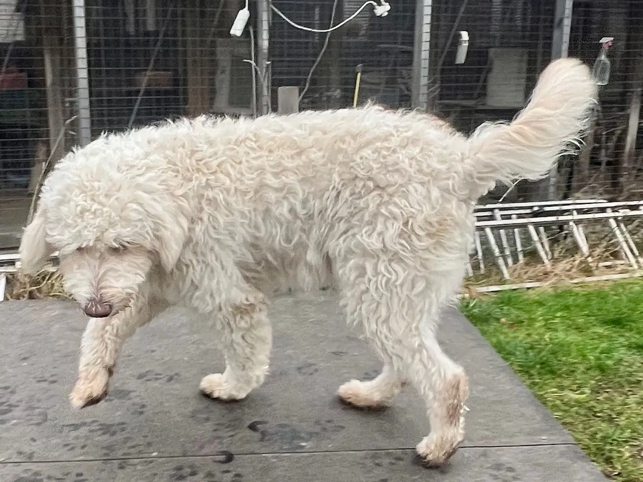 Billede 7 - Lagotto / Spansk Vandhund / Cocker