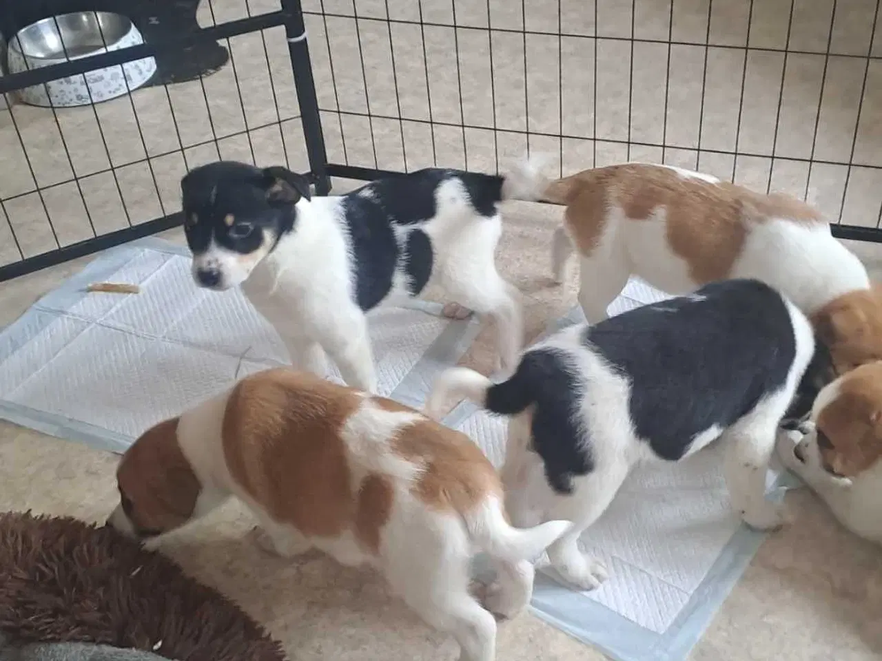 Billede 7 - Nydelig dansk svensk gårdhund/dansk spids blanding