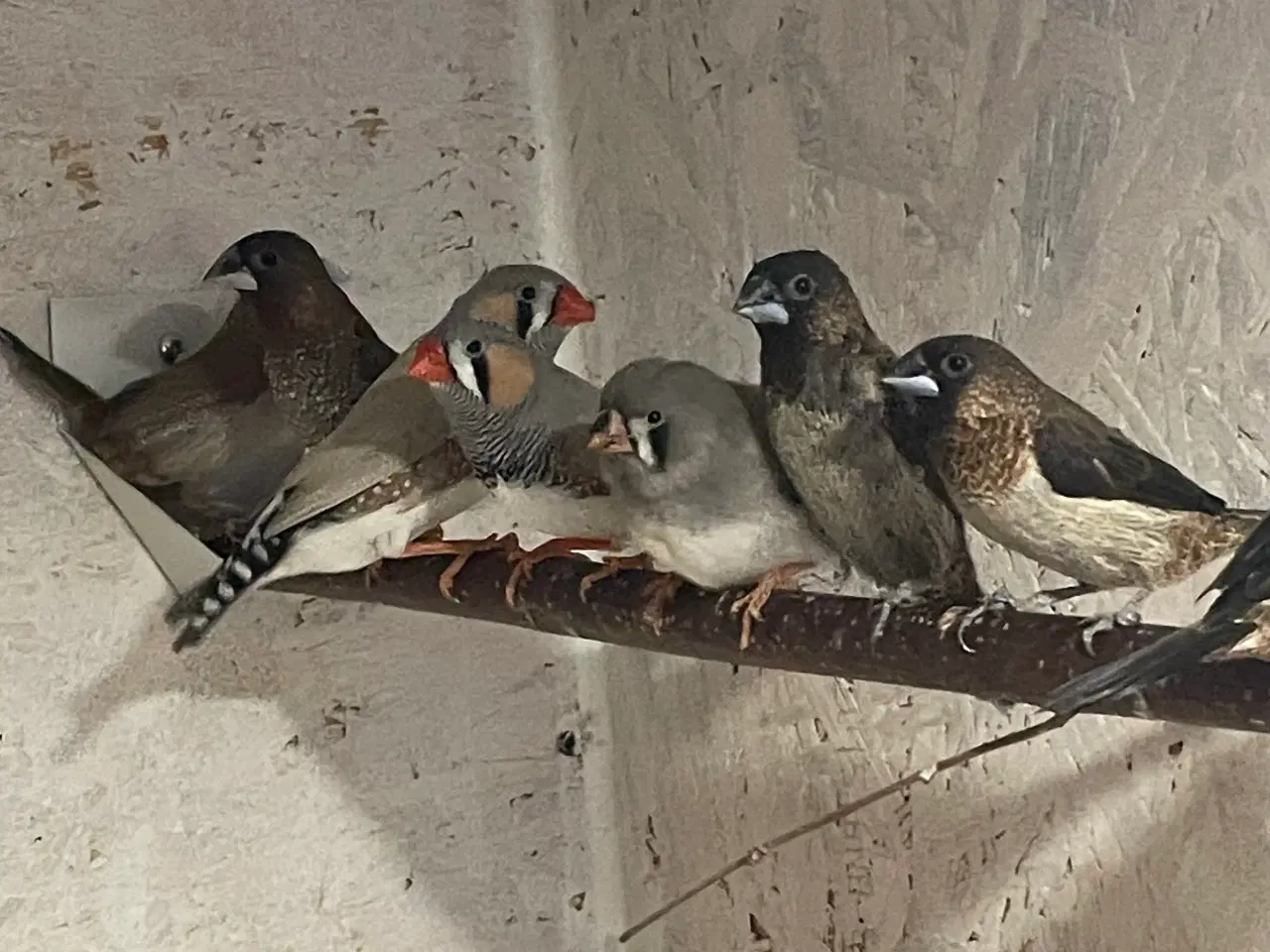 Billede 3 - Mågefinker og Zebrafinker 