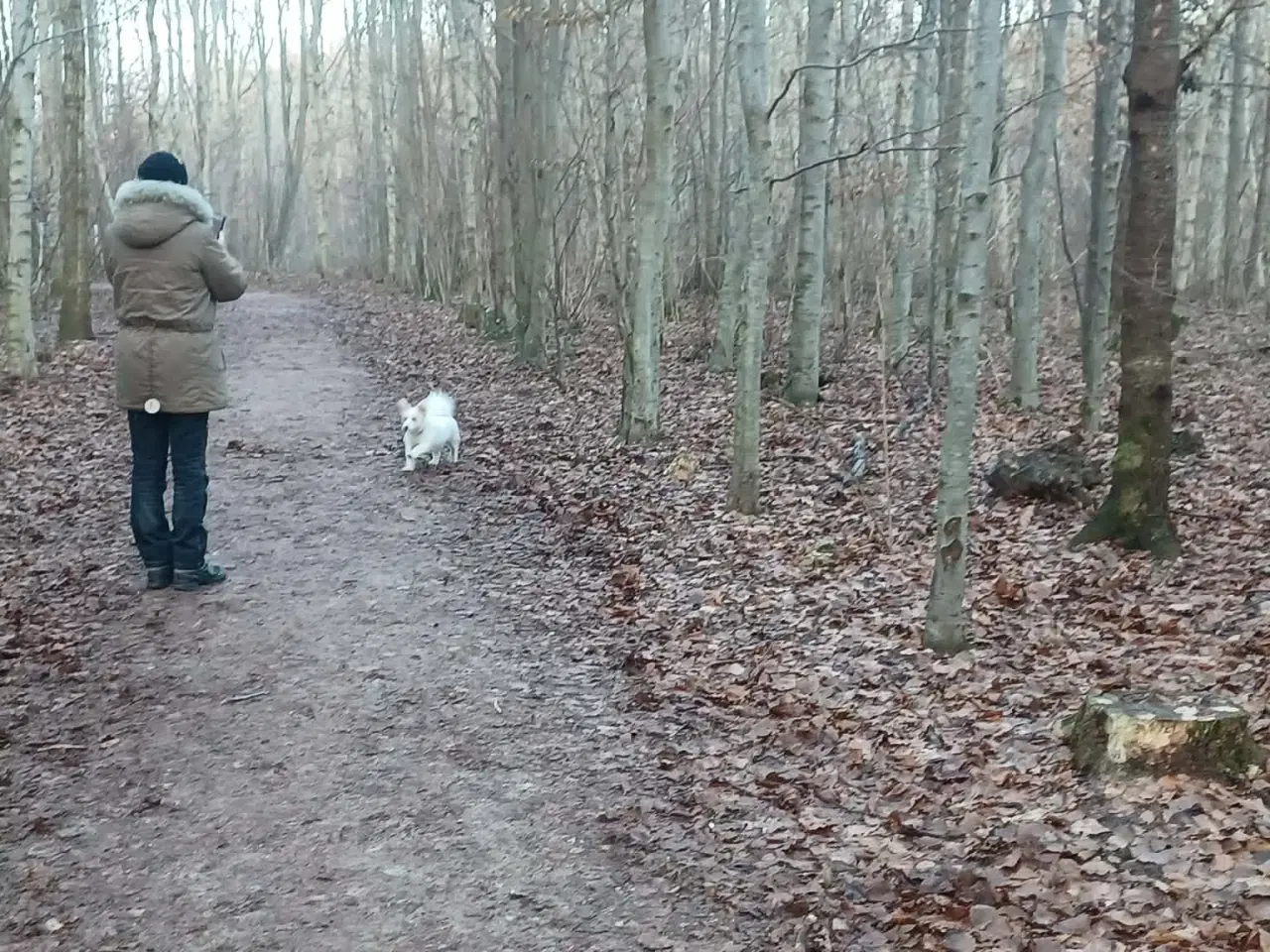 Billede 3 - Molly - kærlig glad pige leder efter sit hjem