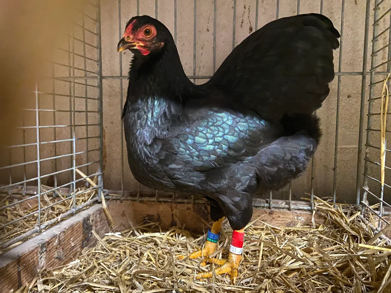 Billede 1 - Dværgwyandotter