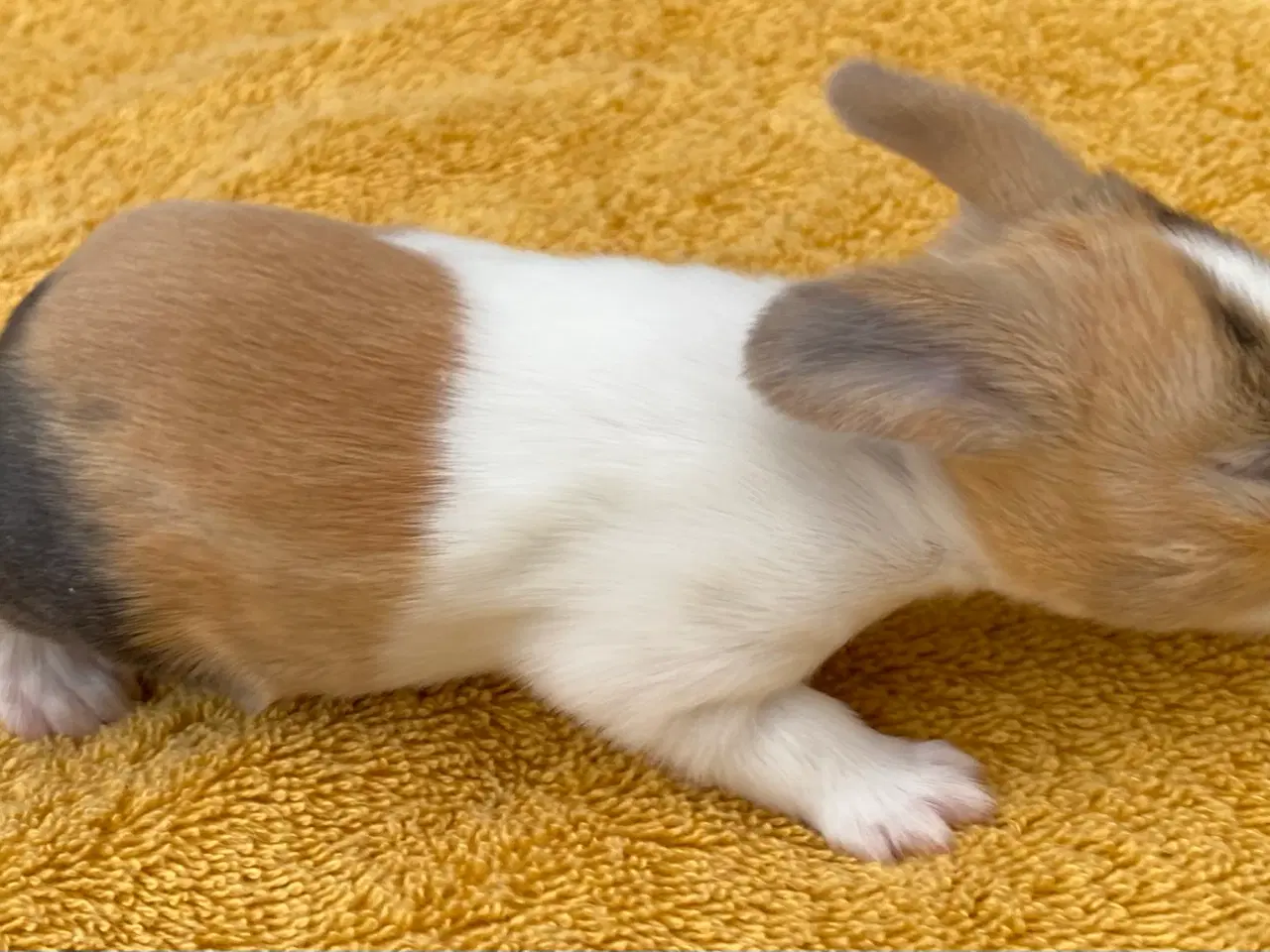 Billede 6 - HOLLÆNDER HAN JAPANER SORT/GUL