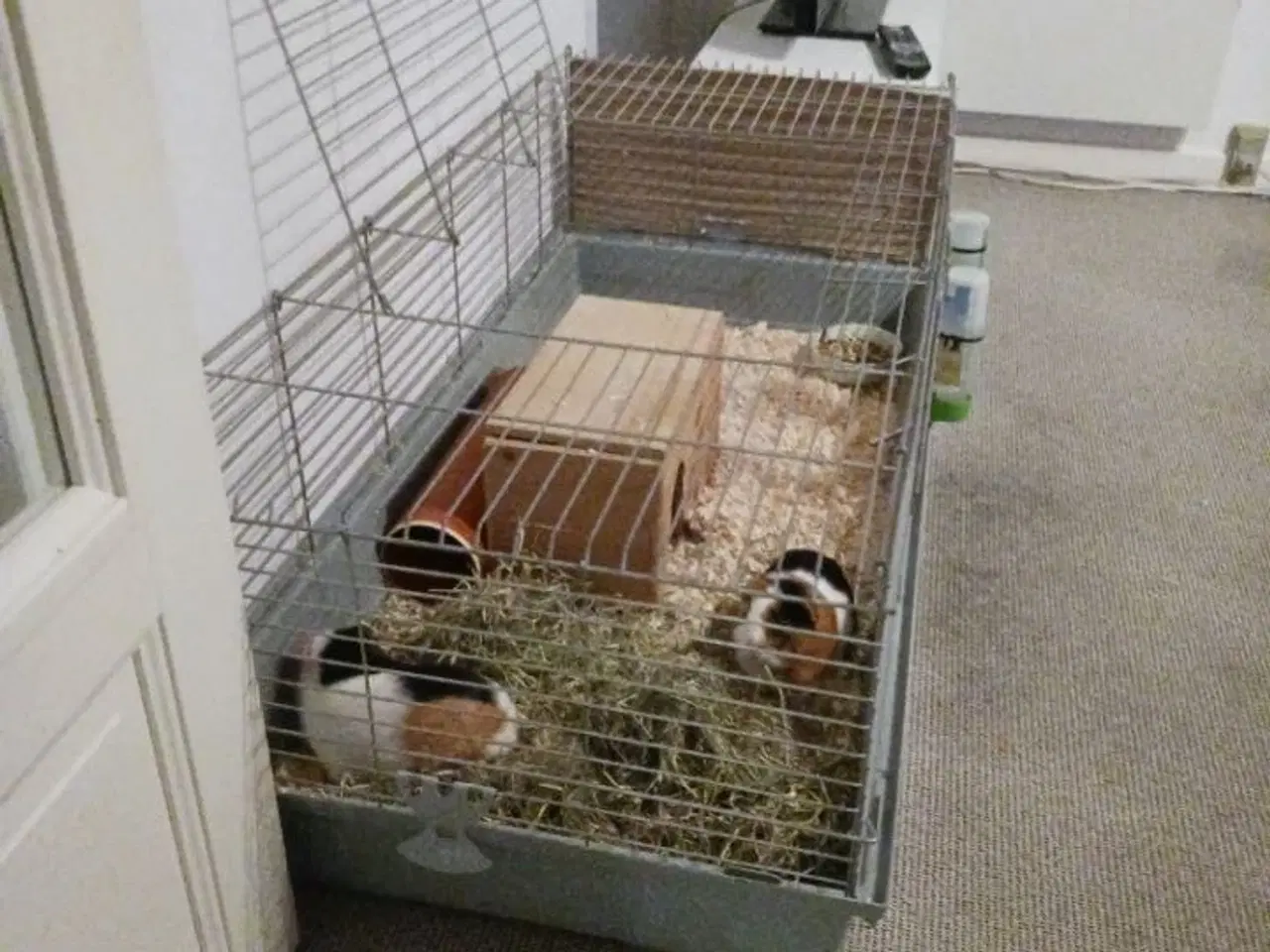 Billede 3 -  2 x han marsvin inkl. bur. 