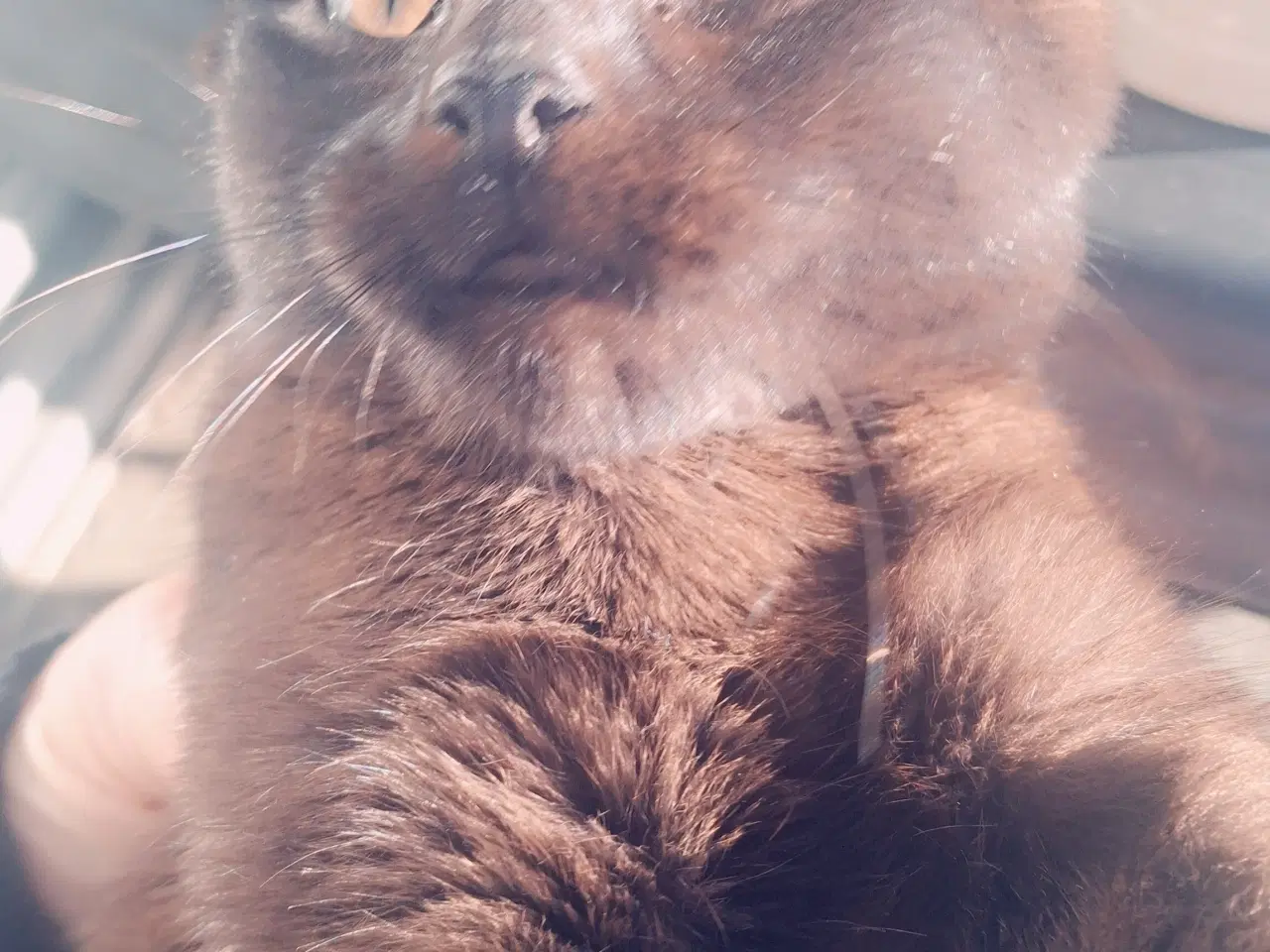 Billede 2 - Lille sort kat søger nyt kærligt hjem.