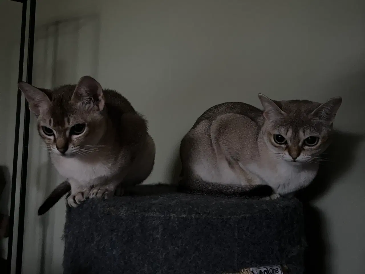 Billede 3 - Singapura