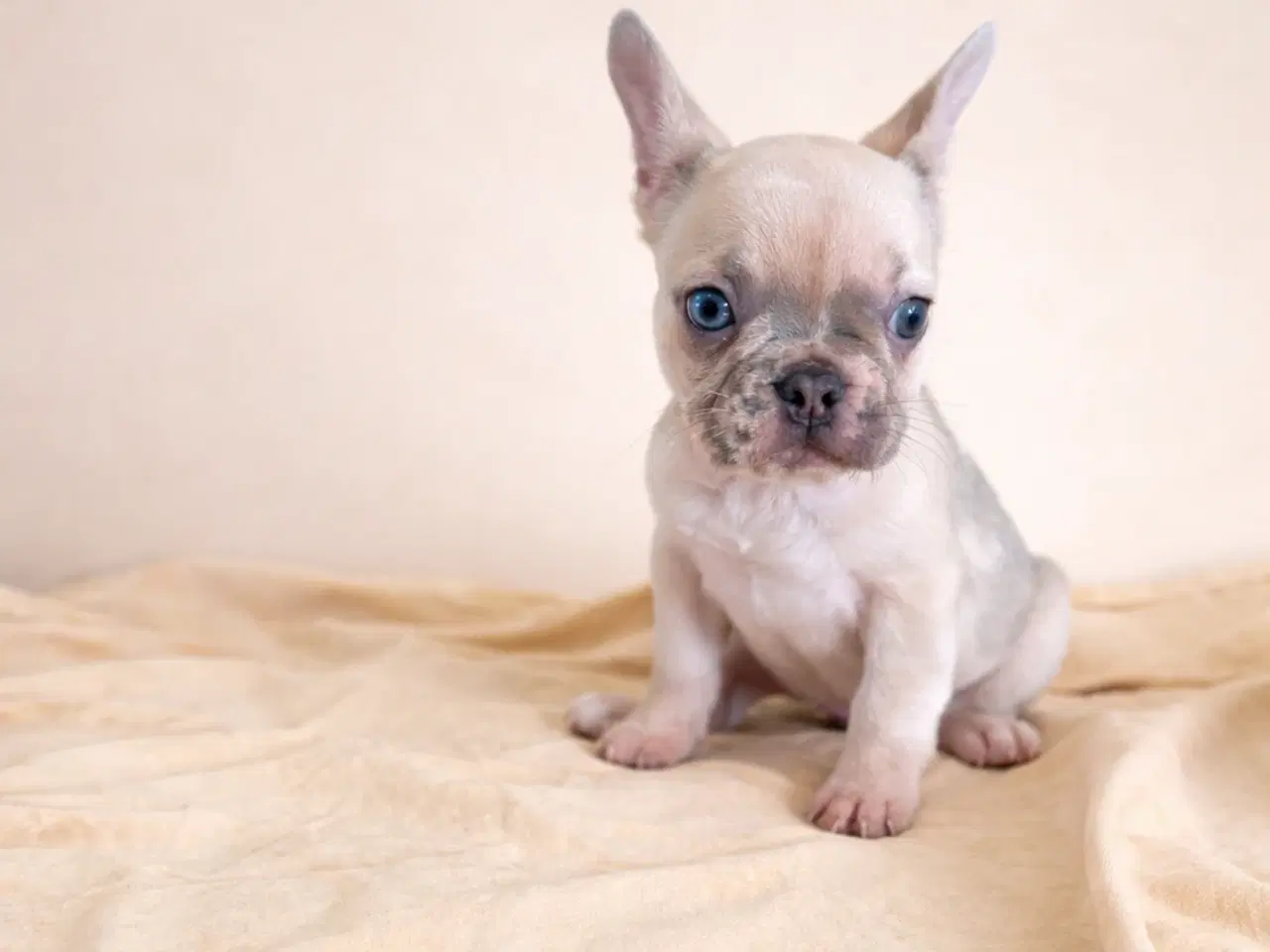 Billede 4 - Fransk bulldog hvalpe 