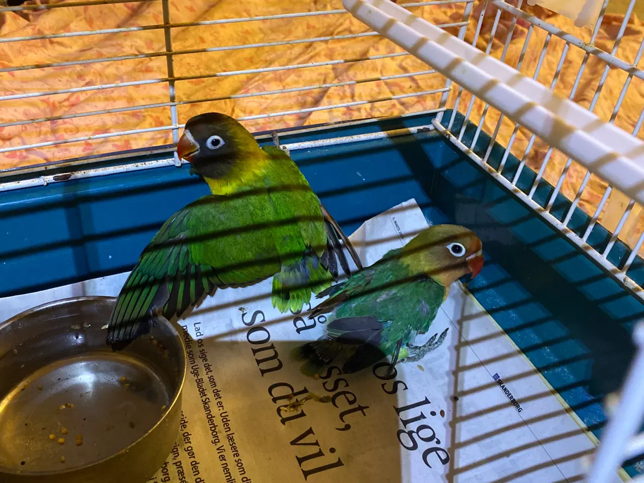 Billede 2 - Fugle Dværgpapegøje