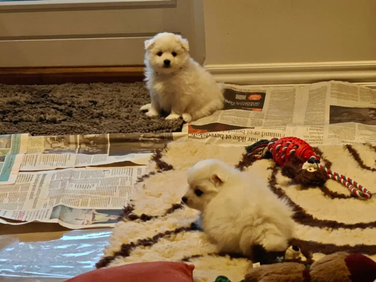 Billede 6 - Japansk spids hvalpe 🥰