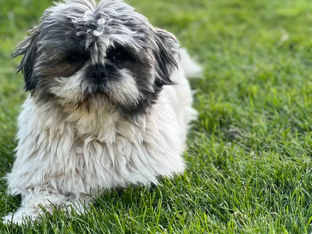 Billede 3 - Lhasa Apso, Stueopdrætshvalpe. salgsklar 27/6 2024