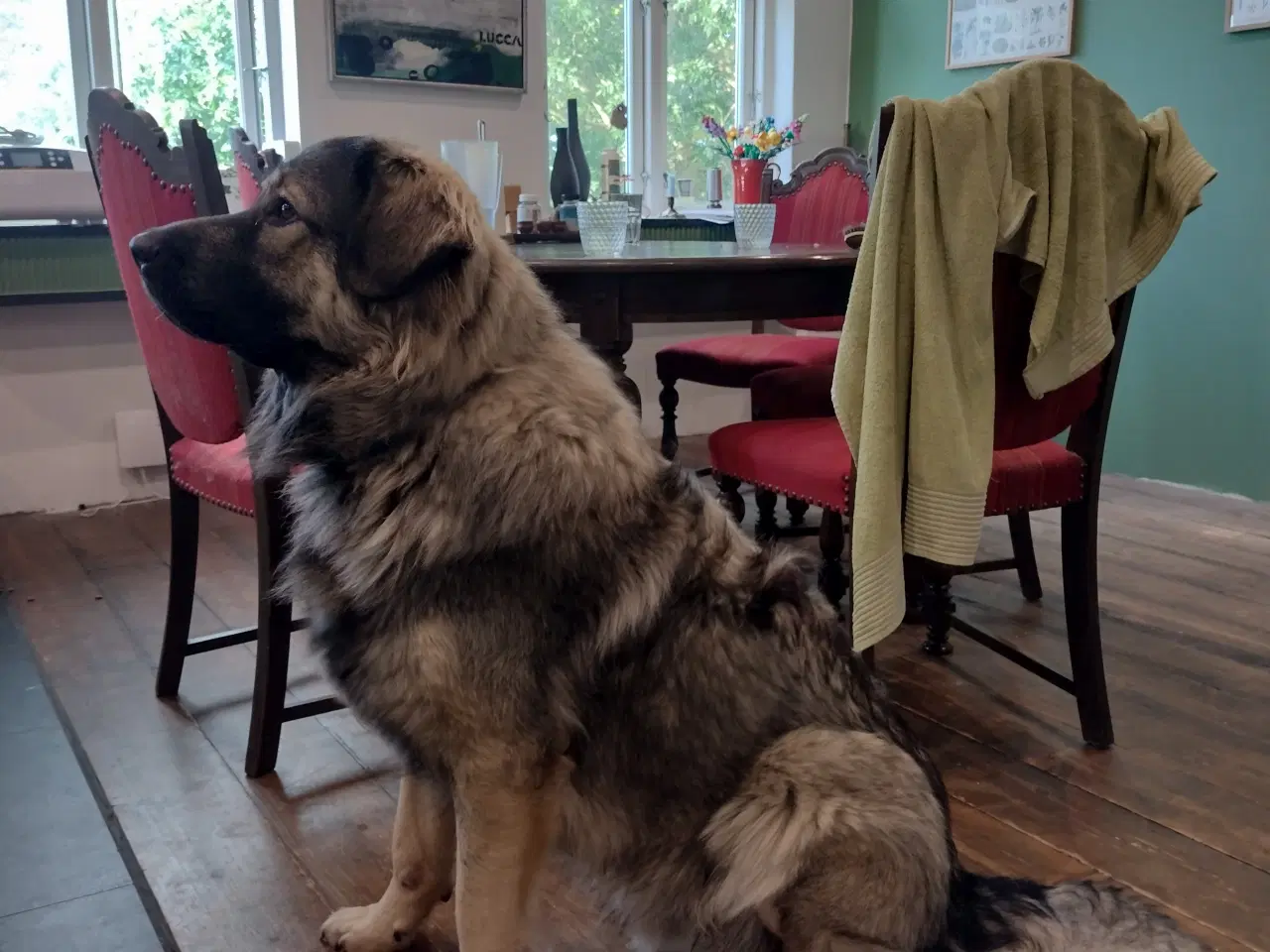 Billede 4 - Bull Terrier blanding 