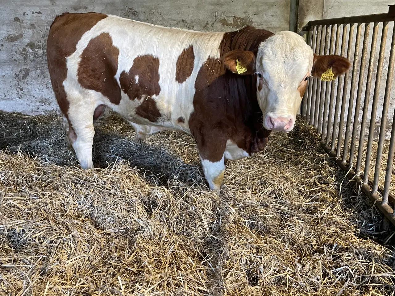 Billede 4 - Flot simmentaler tyr 