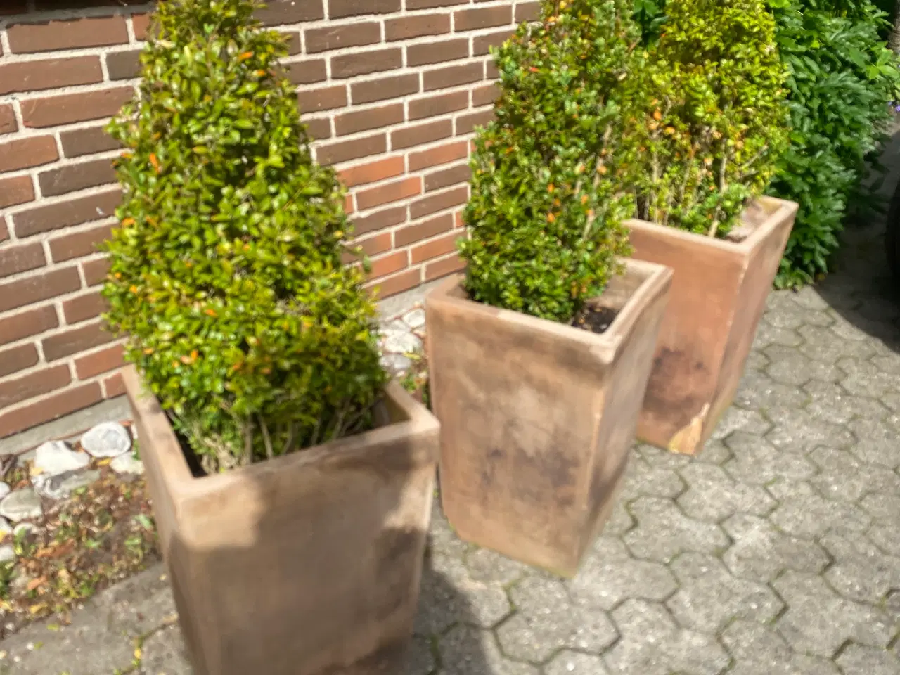 Billede 5 - 3 buksboom i krukker