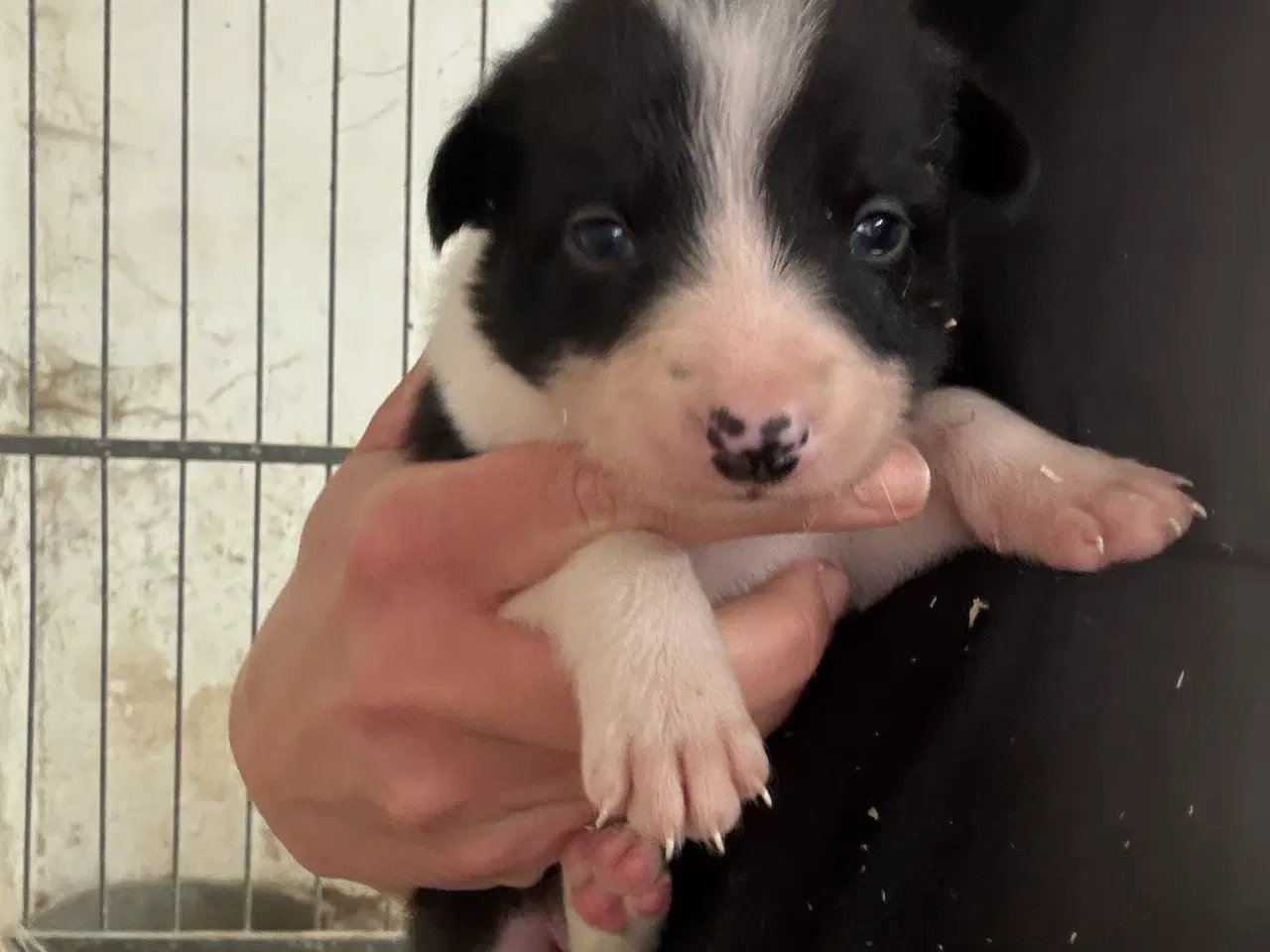 Billede 7 - Border Collie hvalpe