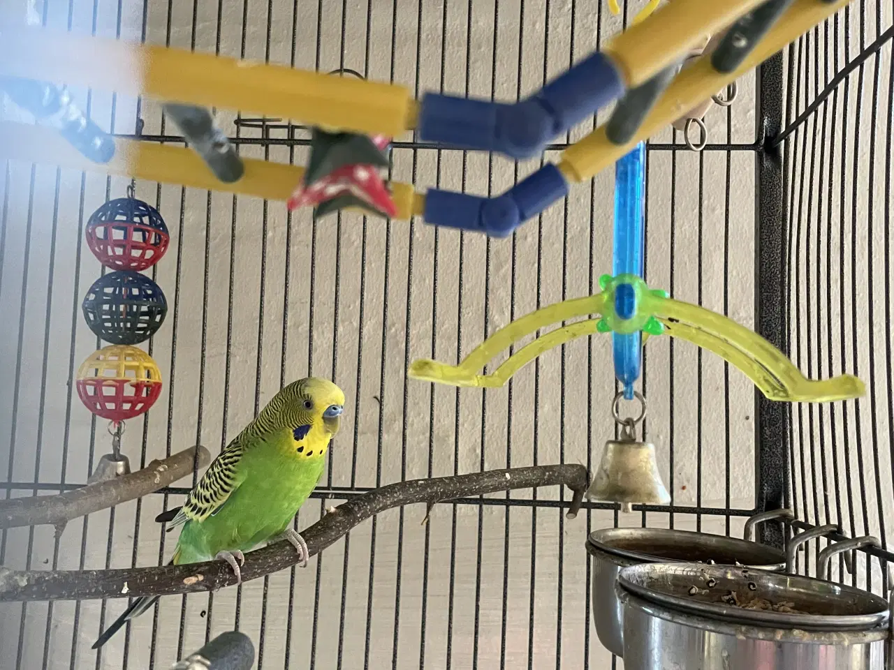 Billede 3 - To undulater med bur