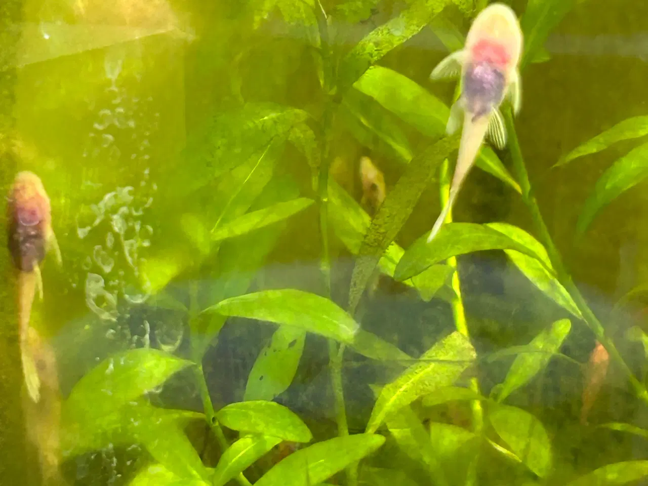 Billede 1 - ❄️🐟 Snow White Ancistrus – flotte hvide maller