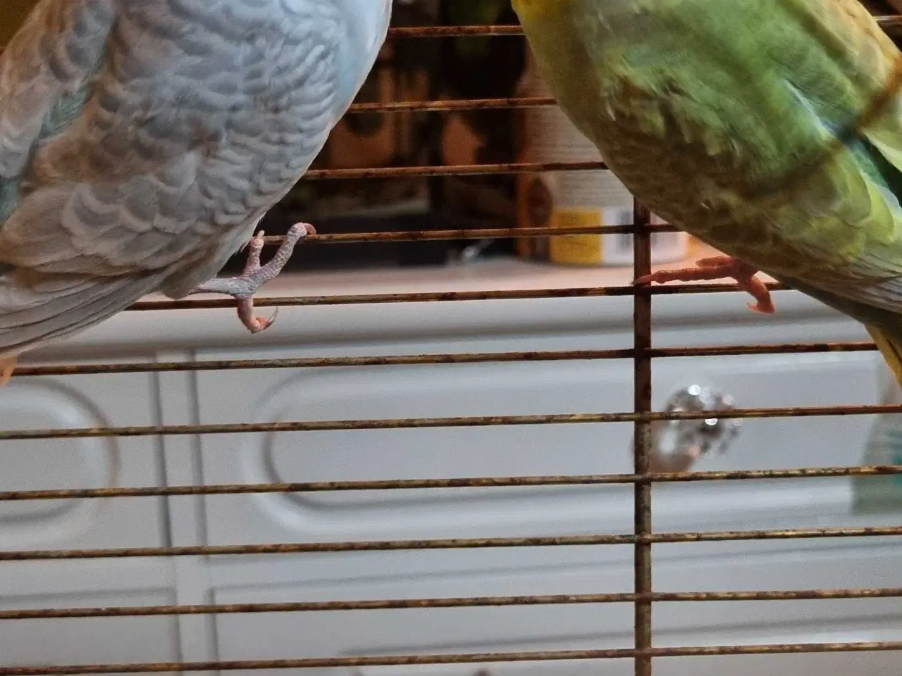 Billede 2 - 4 undulater 